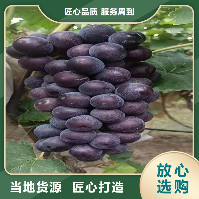 巨盛一号葡萄苗当地经销商