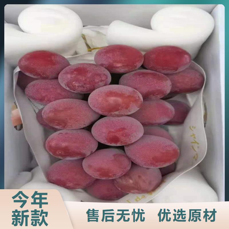 红芭拉多葡萄树苗卓越品质保障