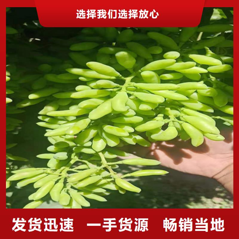 回族自治区黄金密葡萄苗助您降低采购成本