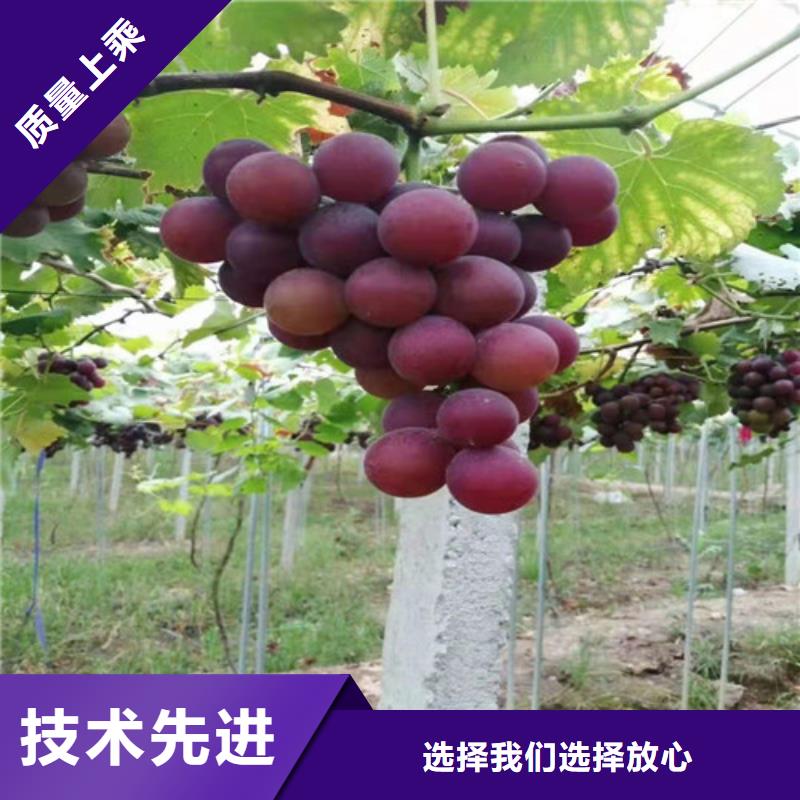 回族自治区红堤葡萄苗同城货源
