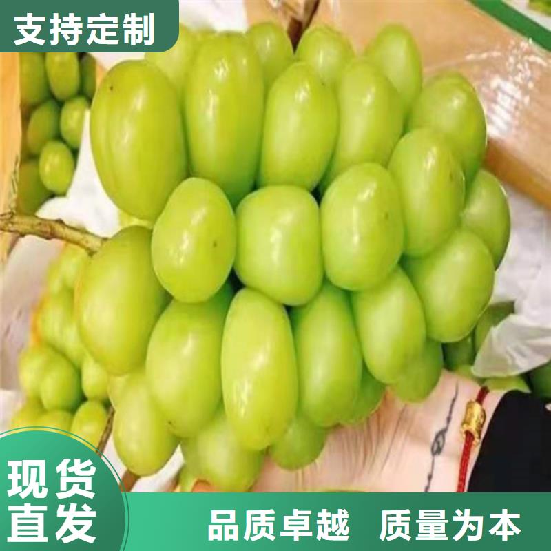 红乳葡萄苗用药技术本地公司