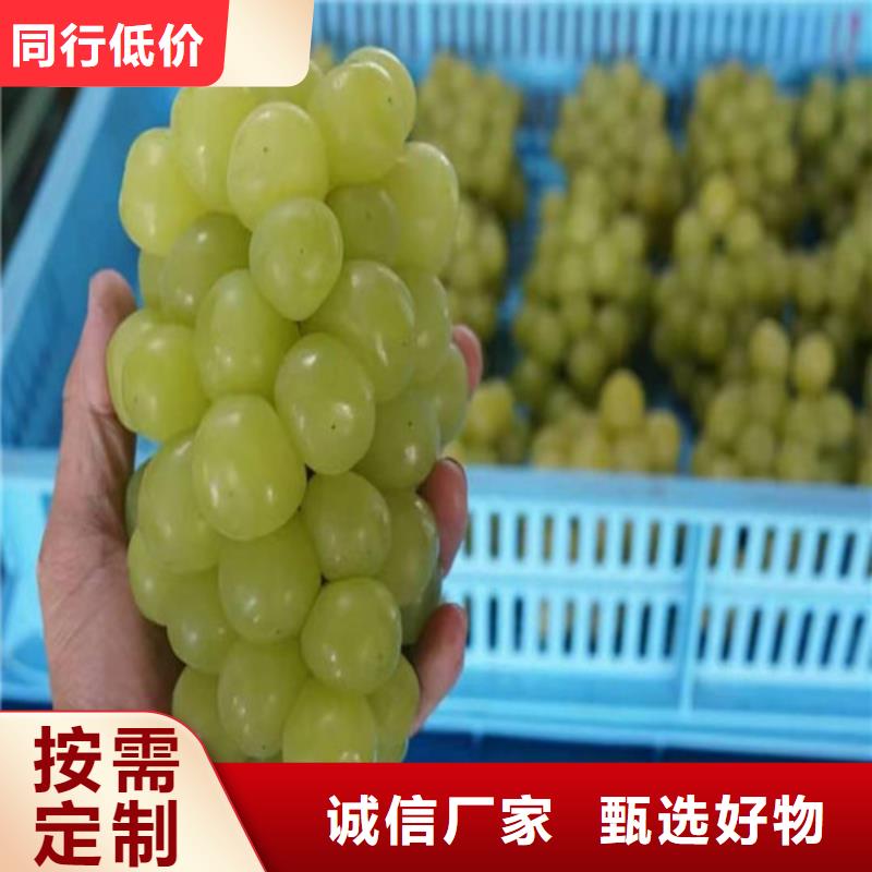 阳光玫瑰葡萄树苗苗木基地定制不额外收费