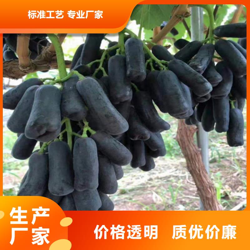 黑芭拉多葡萄苗自有厂家