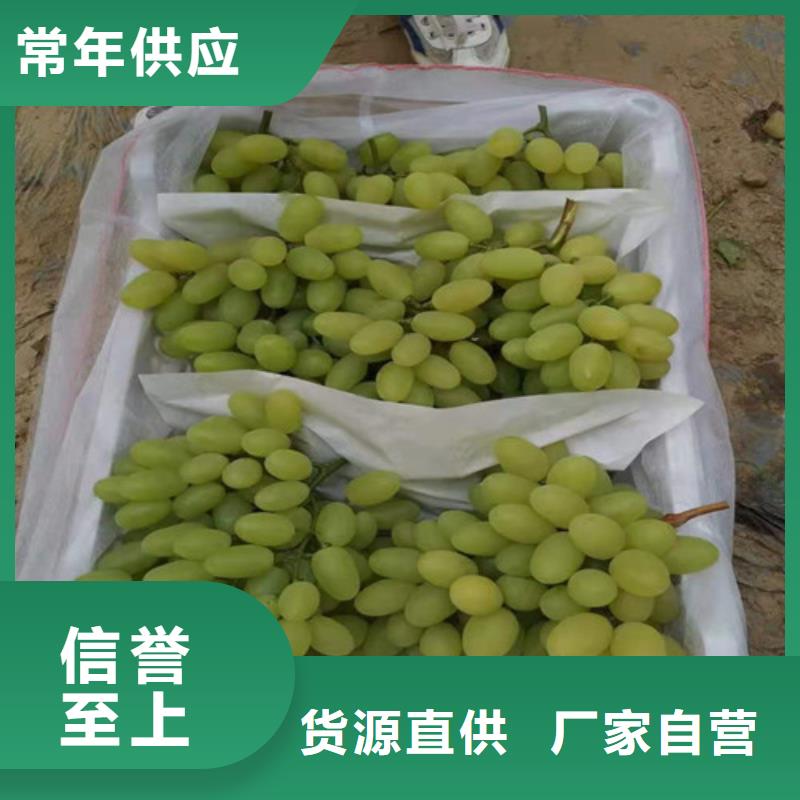 红芭拉多葡萄苗本地供应商