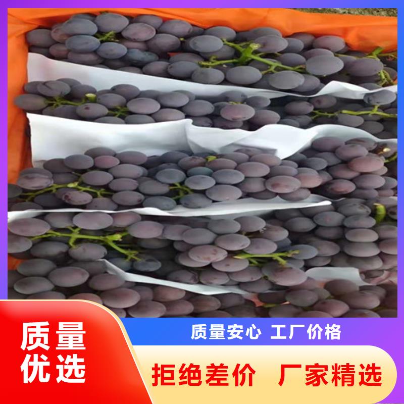早甜66葡萄苗同城制造商