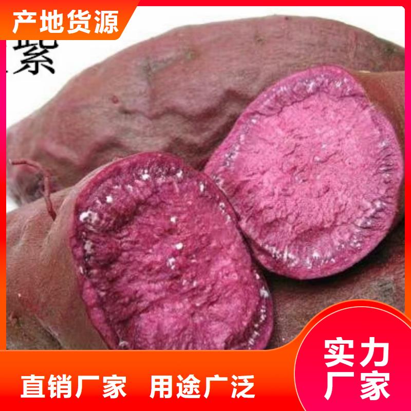 紫薯种子种植厂家现货充裕