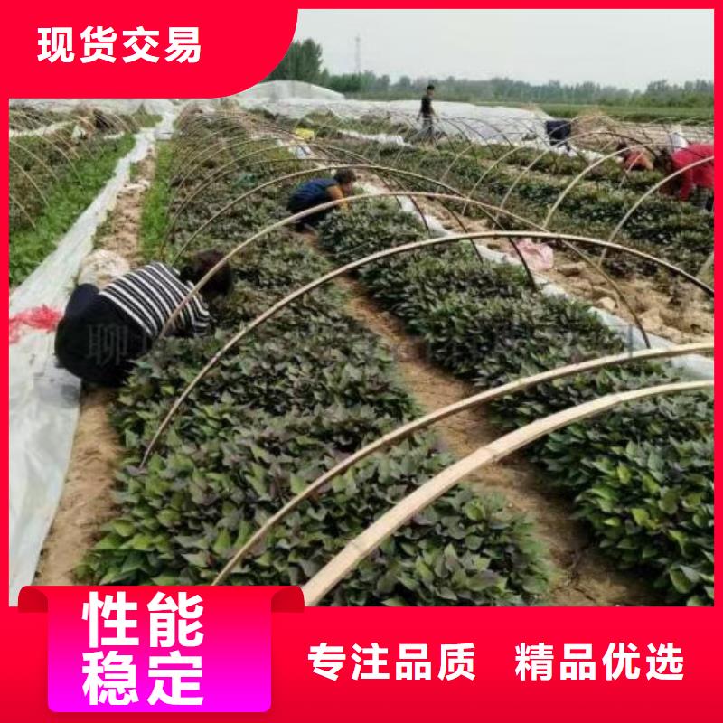 鲜食型紫薯苗电话本地厂家