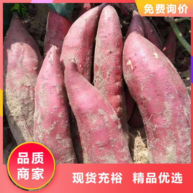 紫薯种苗厂家价格是多少快速物流发货
