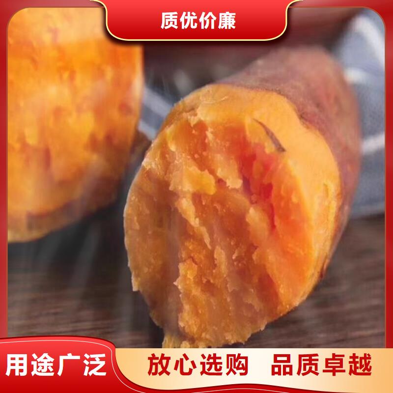 鲜食型紫薯苗厂家价格是多少本地公司