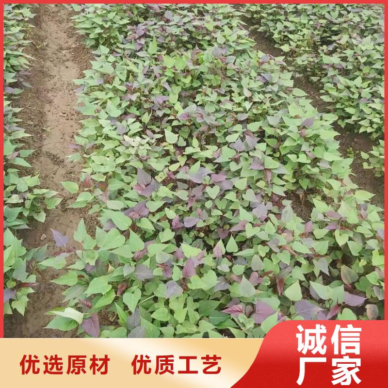 紫薯种子欢迎致电同城生产商