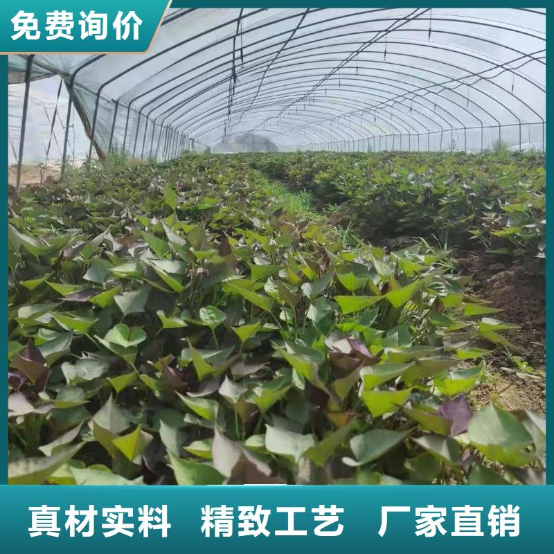 紫甘薯苗无虫害专业生产设备