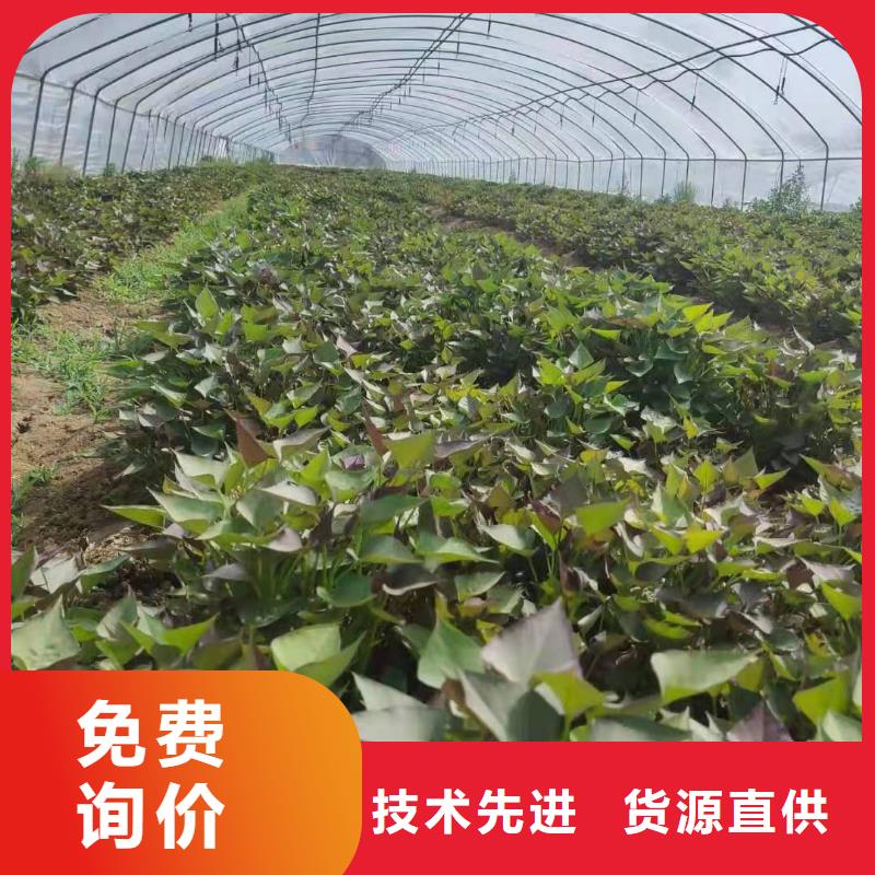 紫甘薯苗厂家产品细节参数