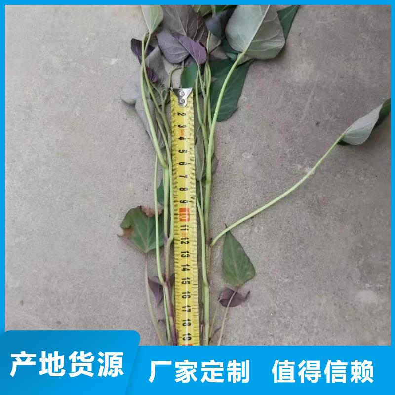 紫薯苗（济黑2号）怎么培育产地直销