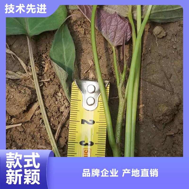 紫薯苗能吃吗实体诚信经营