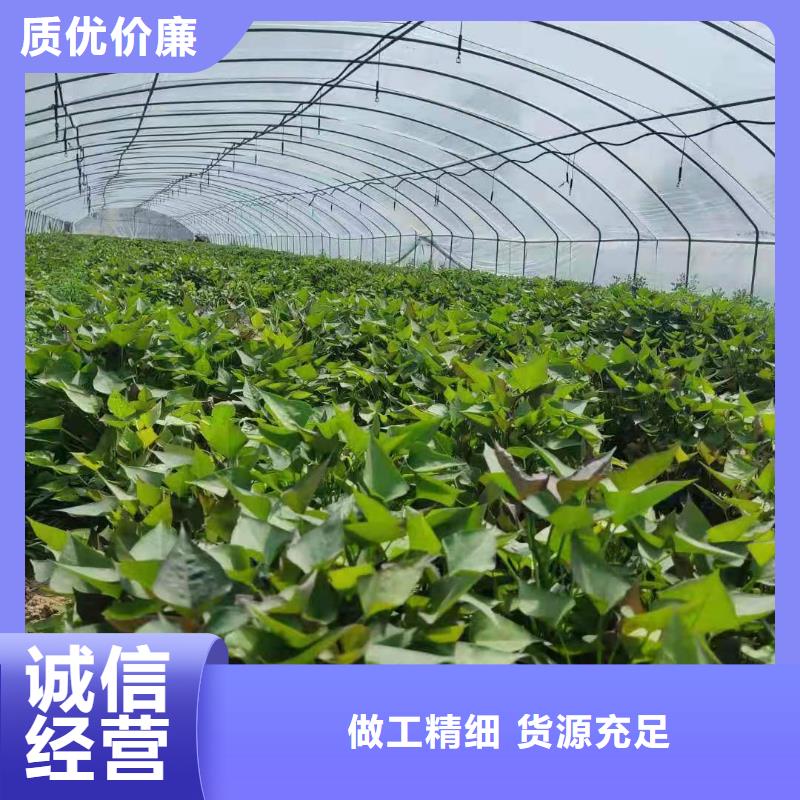 鲜食型紫薯苗市场报价品质服务诚信为本
