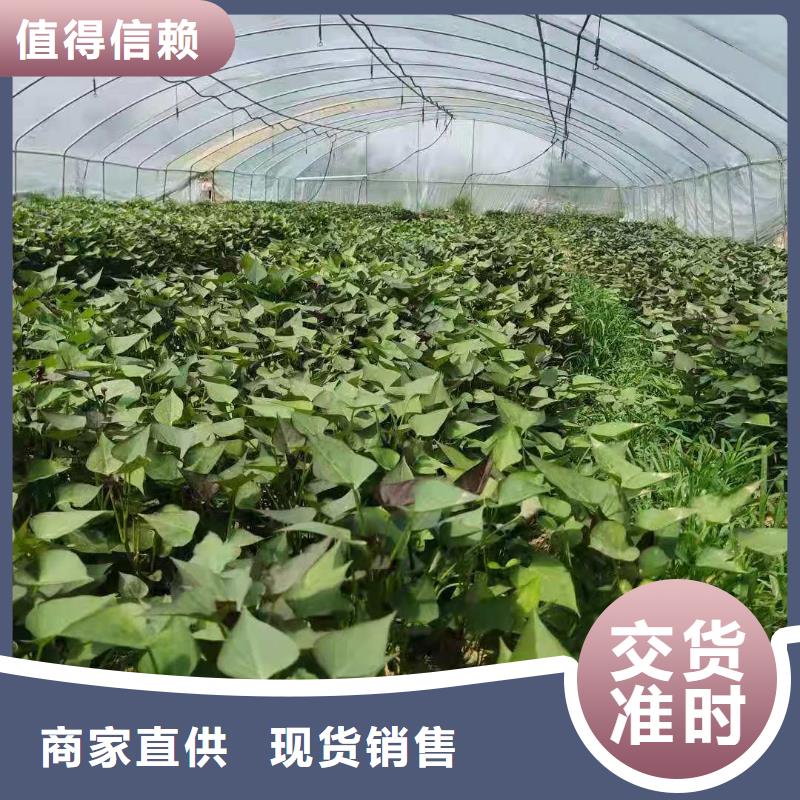 紫红薯苗销售本地公司