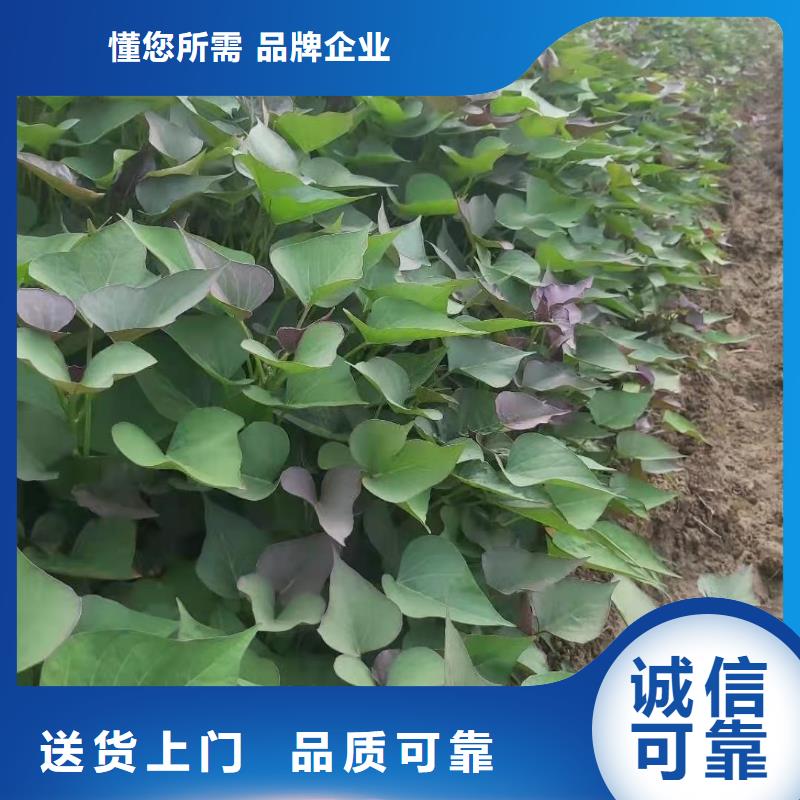 红薯苗（西瓜红）厂家价格是多少专业生产设备