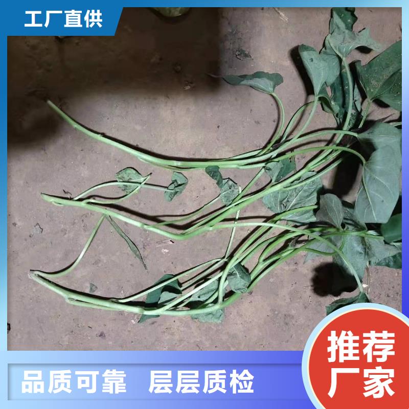 紫地瓜苗子厂家价格当地厂家