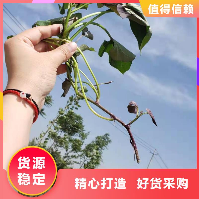 紫薯种子源头厂家工厂价格
