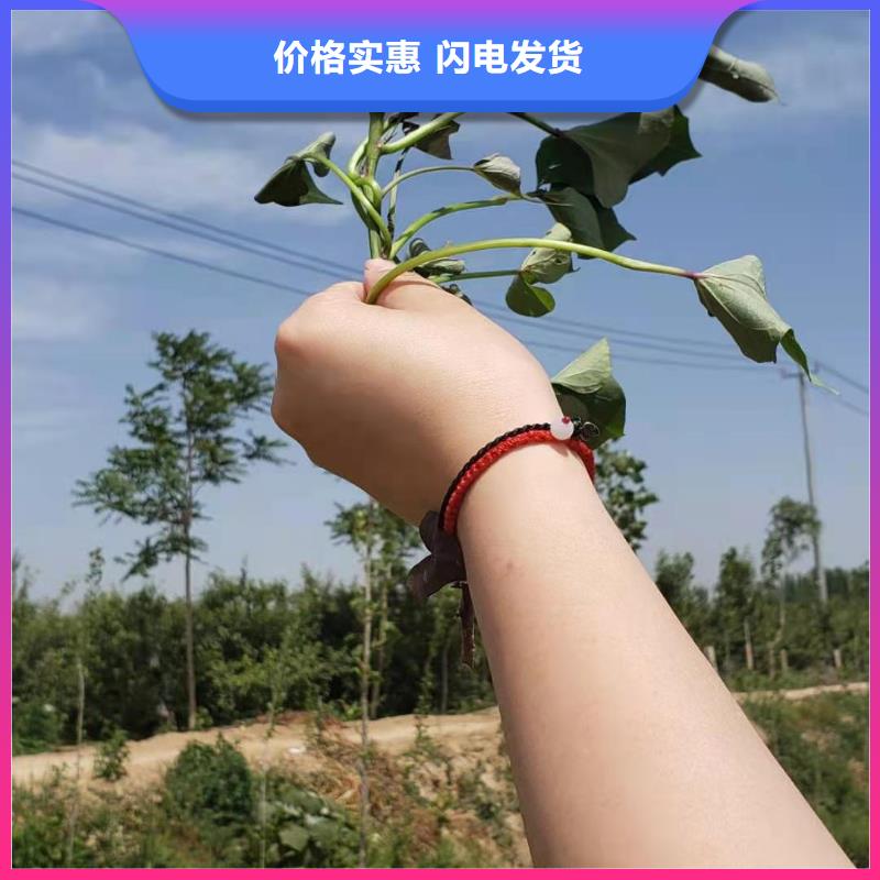 紫薯苗子报价市场行情
