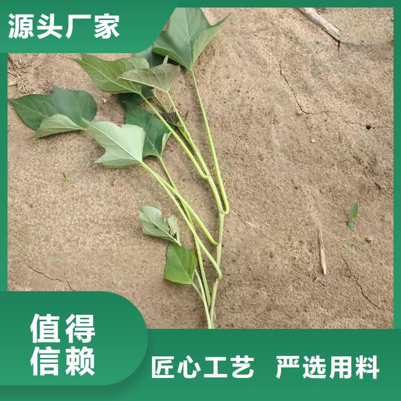 紫薯种苗2025新苗上市质量三包