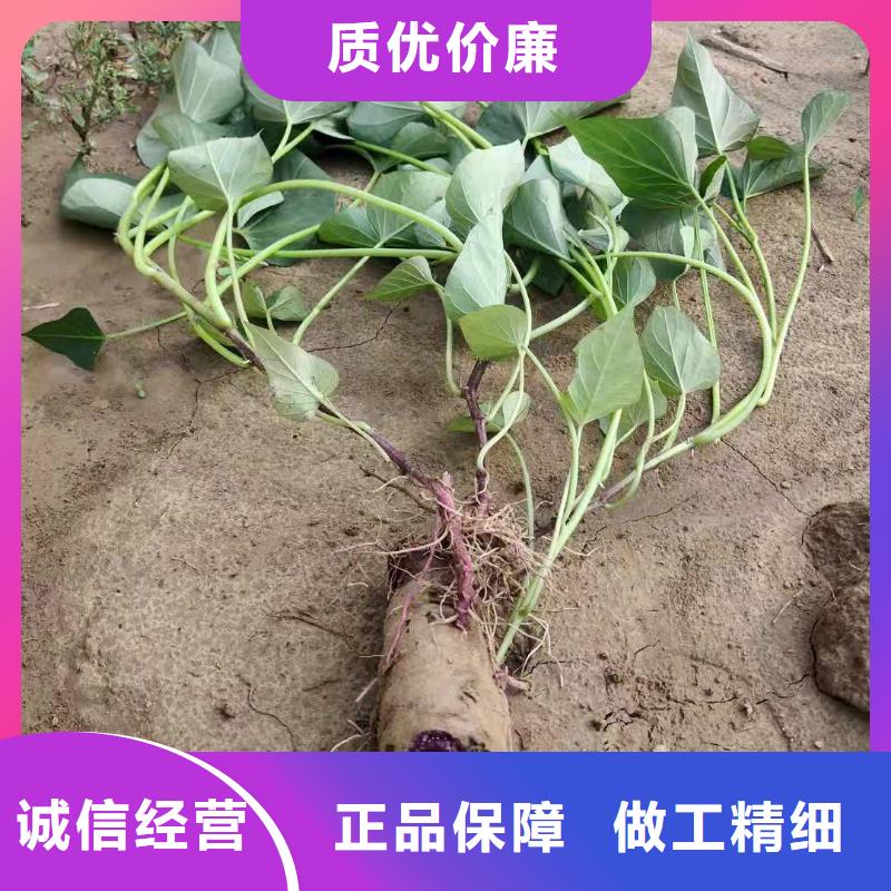 红薯苗（西瓜红）市场报价真材实料