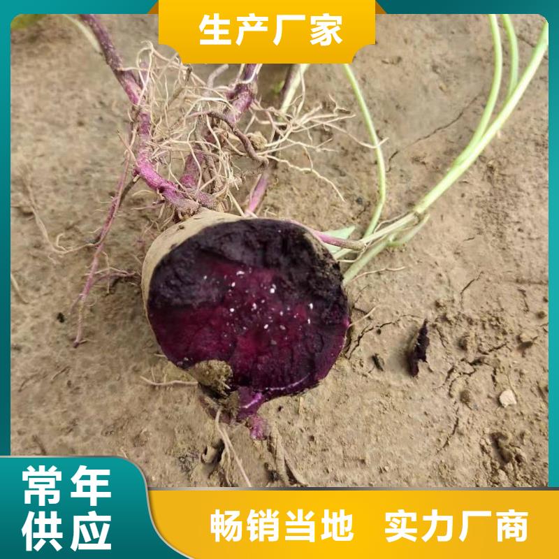 紫薯苗（绫紫）厂家价格质量可靠