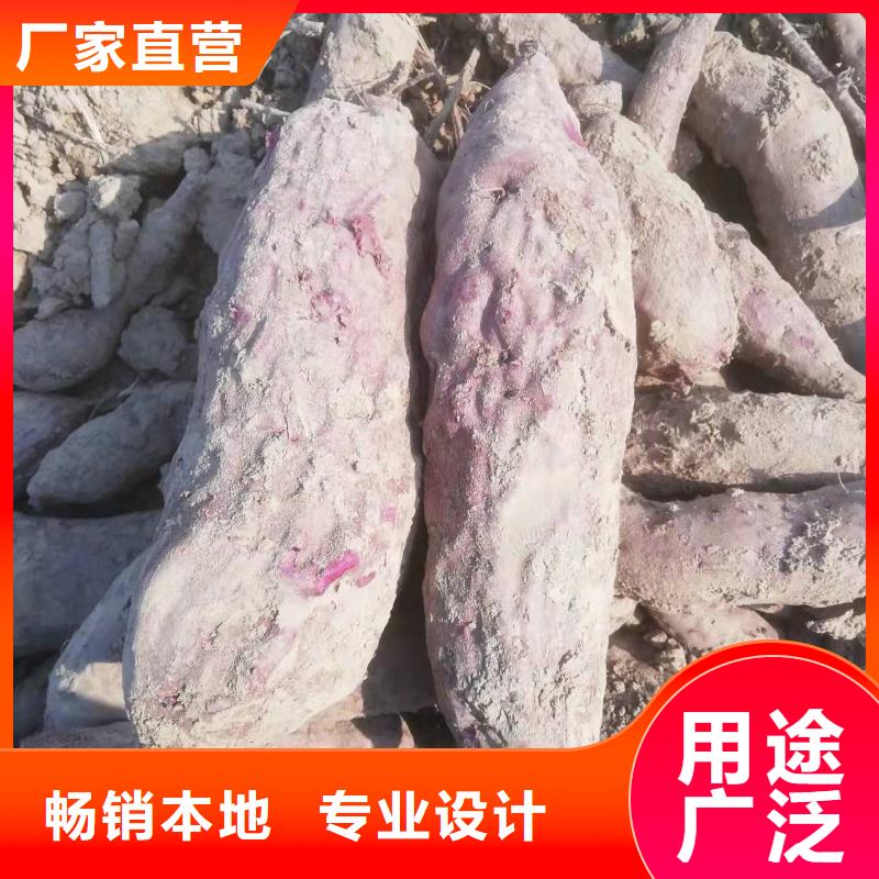 紫地瓜苗子怎么培育现货直供