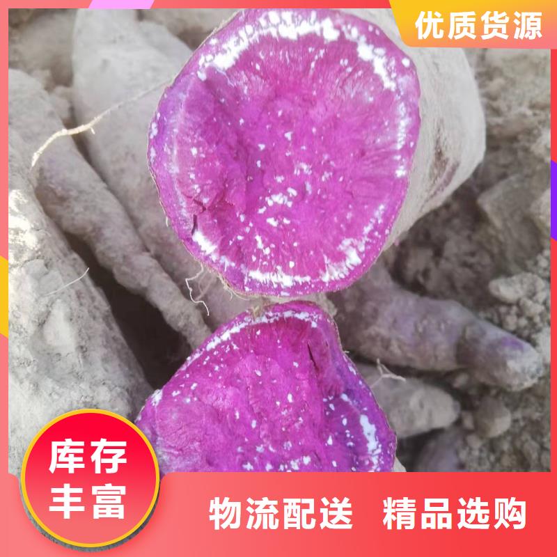 紫薯苗（济黑2号）供应精致工艺