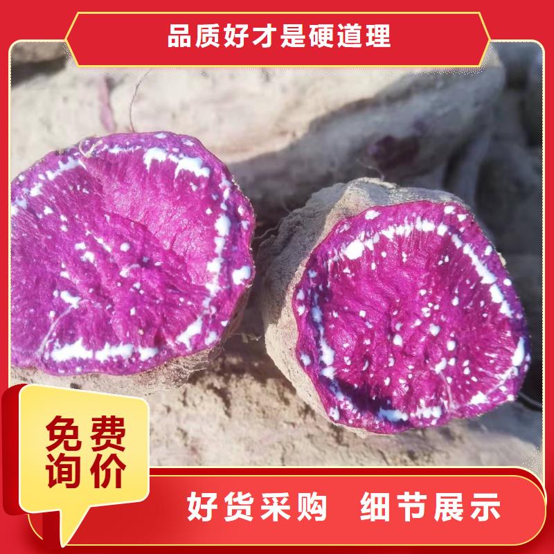紫地瓜苗子报价设备齐全支持定制