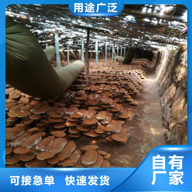 
孢子灵芝价格低交货快老品牌厂家