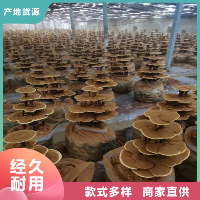 灵芝孢子销往全国欢迎来电询价