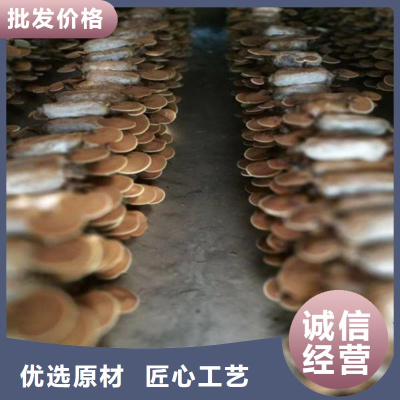 优选：
灵芝粉
基地型号齐全