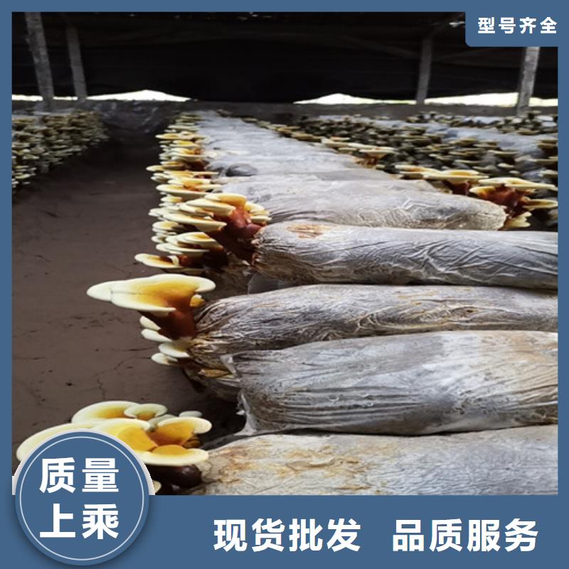质量优的破壁灵芝粉供货商产品细节