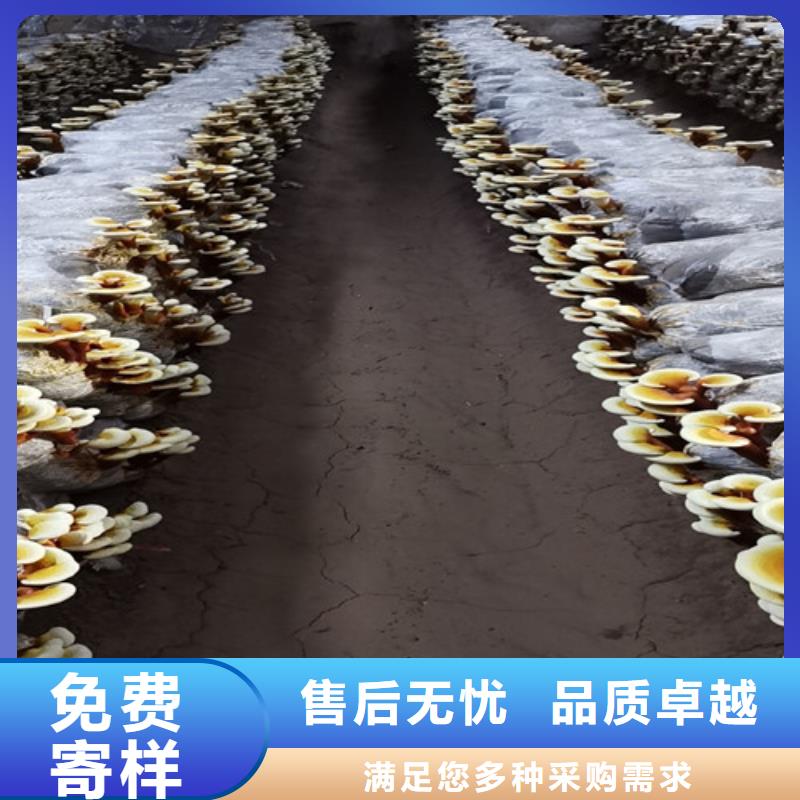 新鲜灵芝-新鲜灵芝质量过硬可零售可批发