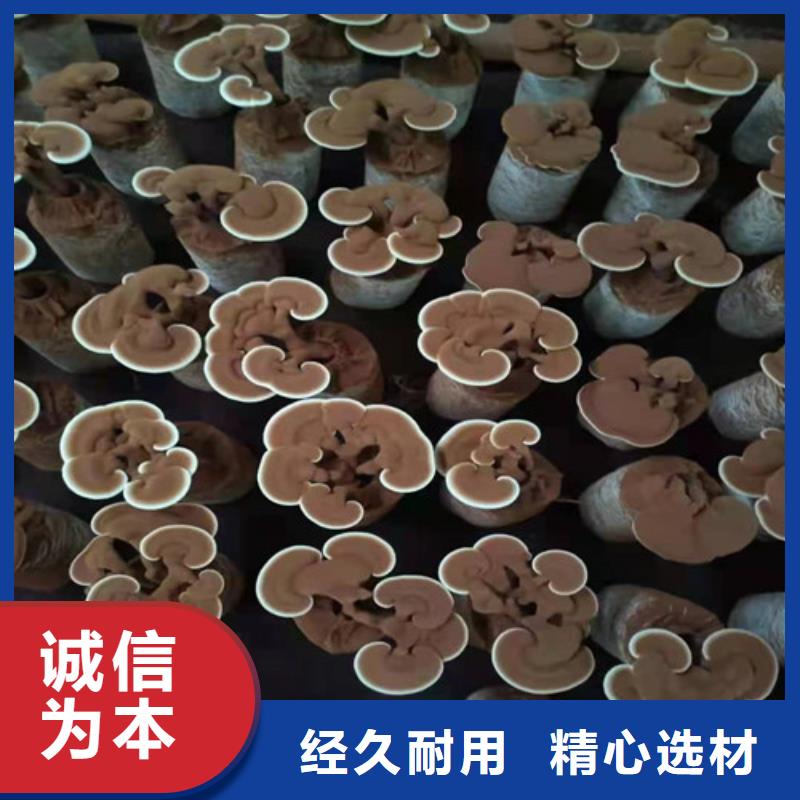 灵芝超微粉
生产厂家-找云海灵芝种植专业合作社超产品在细节
