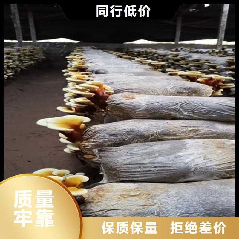 
灵芝粉-本地商家厂家现货供应