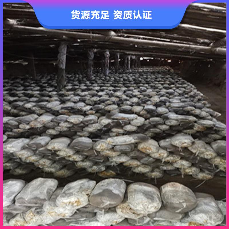 灵芝粉经济实用库存充足