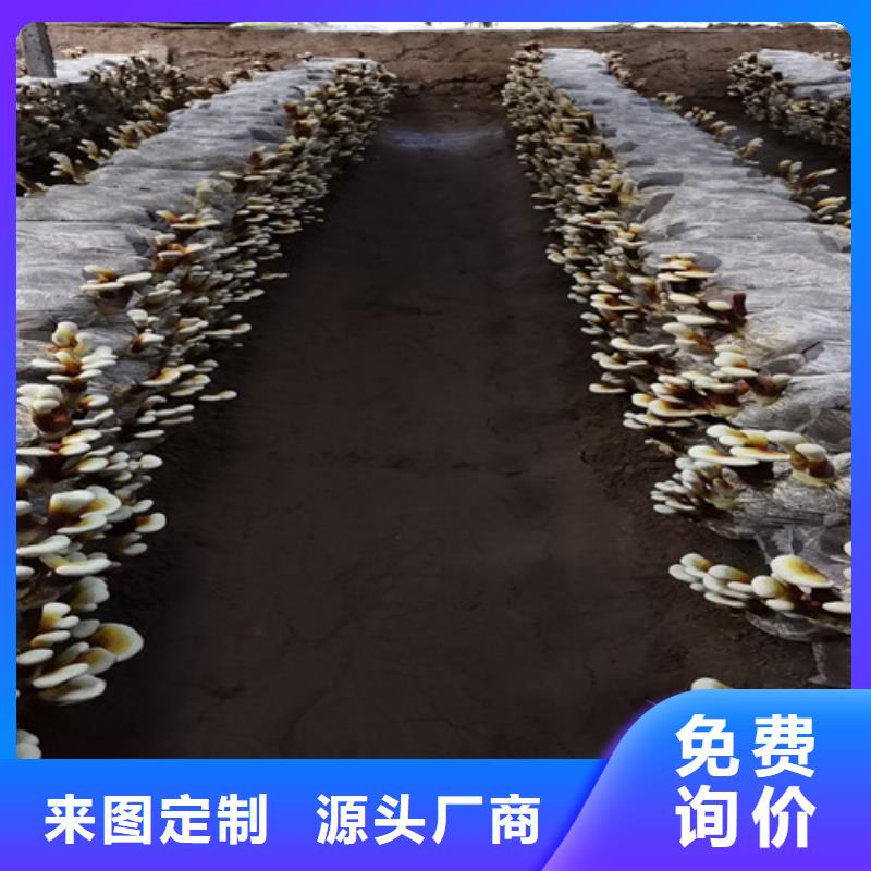 灵芝白头可靠优惠快捷物流