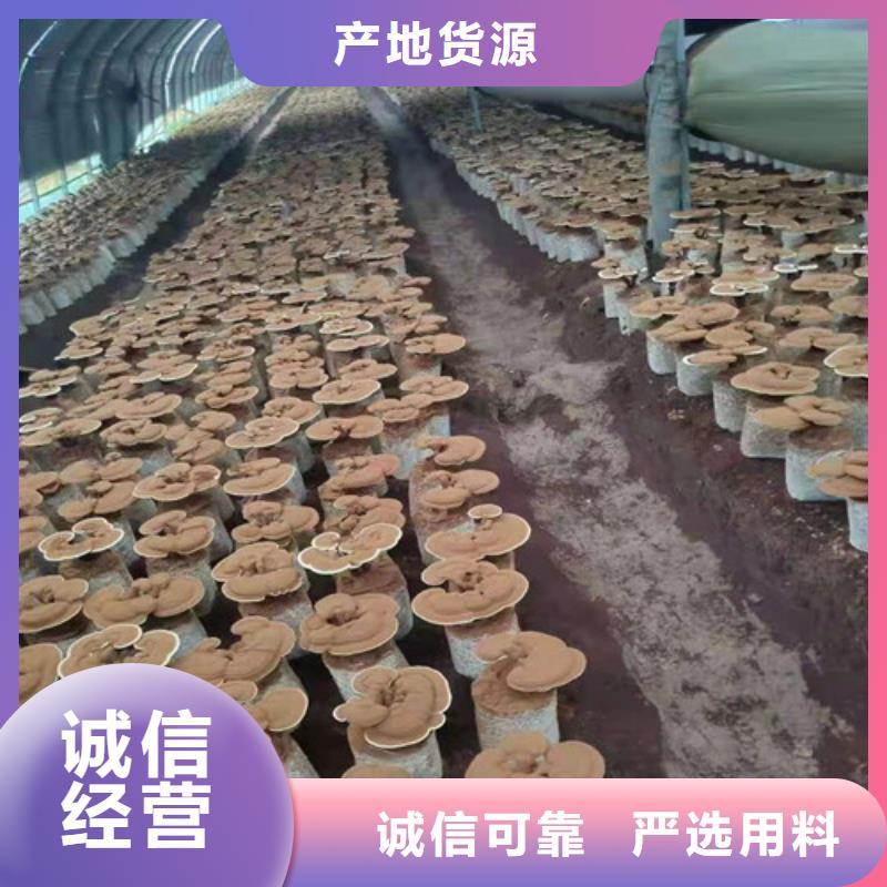 干灵芝厂家-交期短经销商