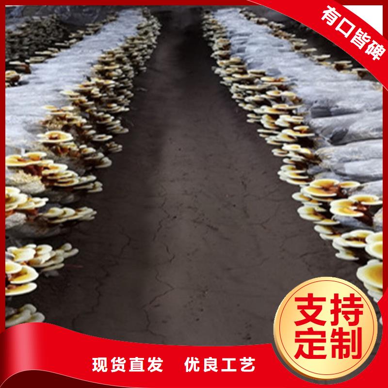 
灵芝孢子粉厂家发货及时超产品在细节