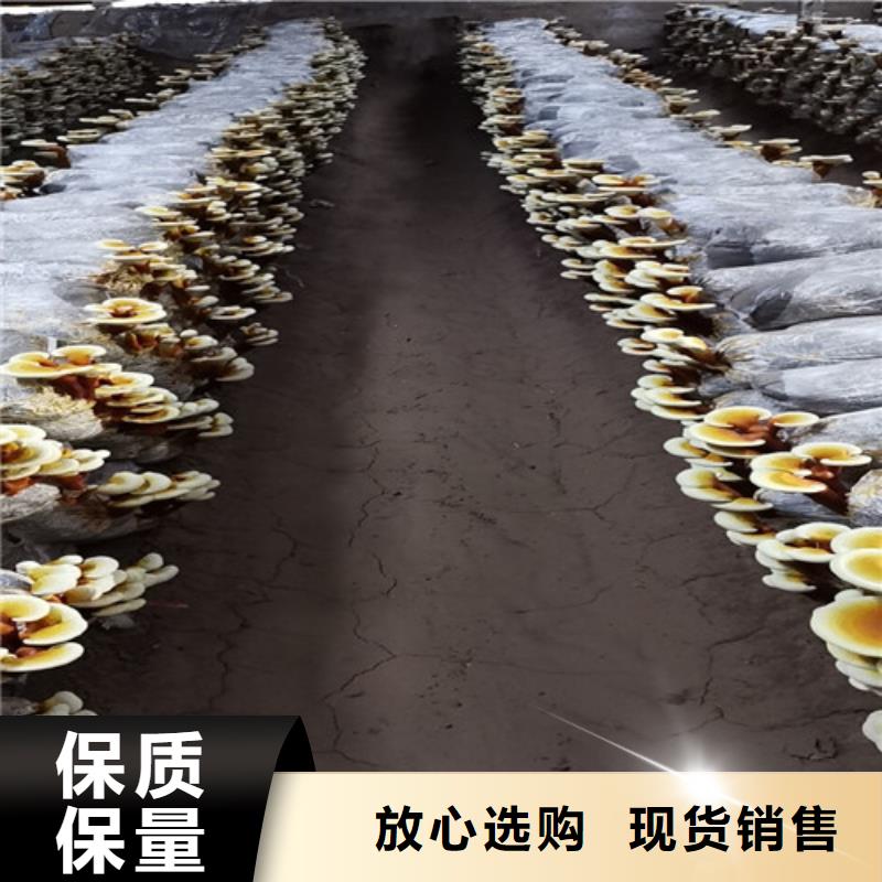 采购灵芝超微粉必看-来电咨询当地生产厂家