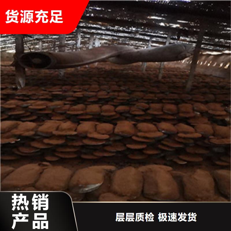 灵芝产品参数同城制造商