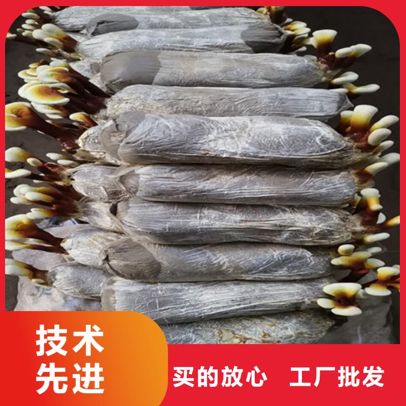 
孢子灵芝-为您工艺精细质保长久