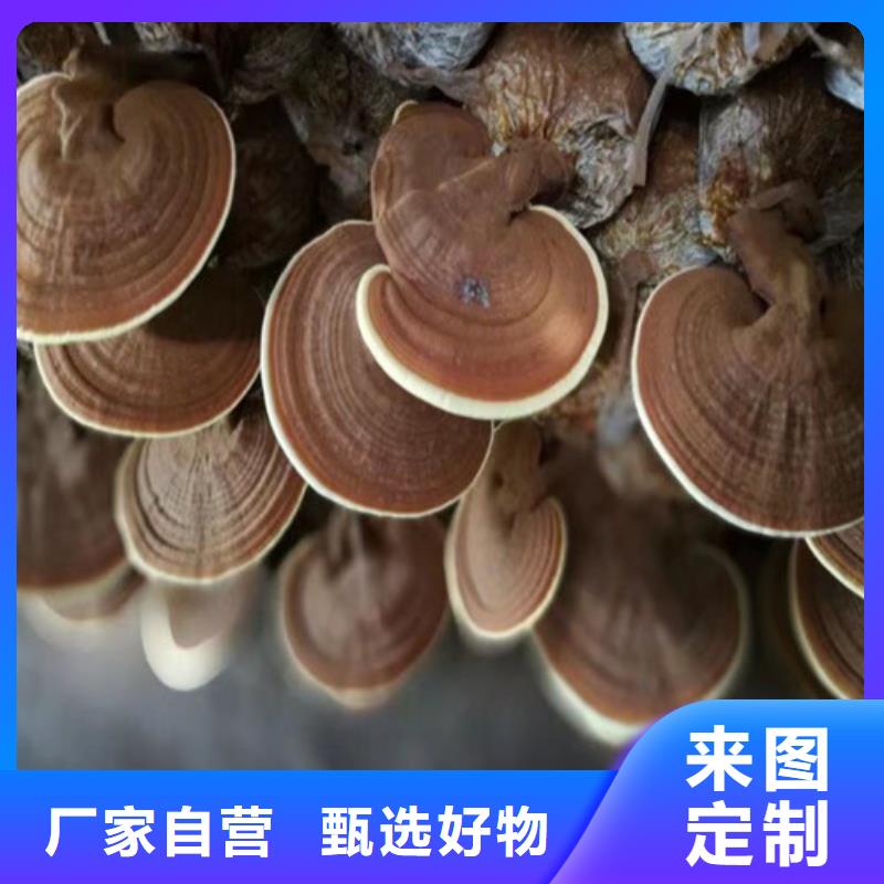 
孢子灵芝供货商常年出售