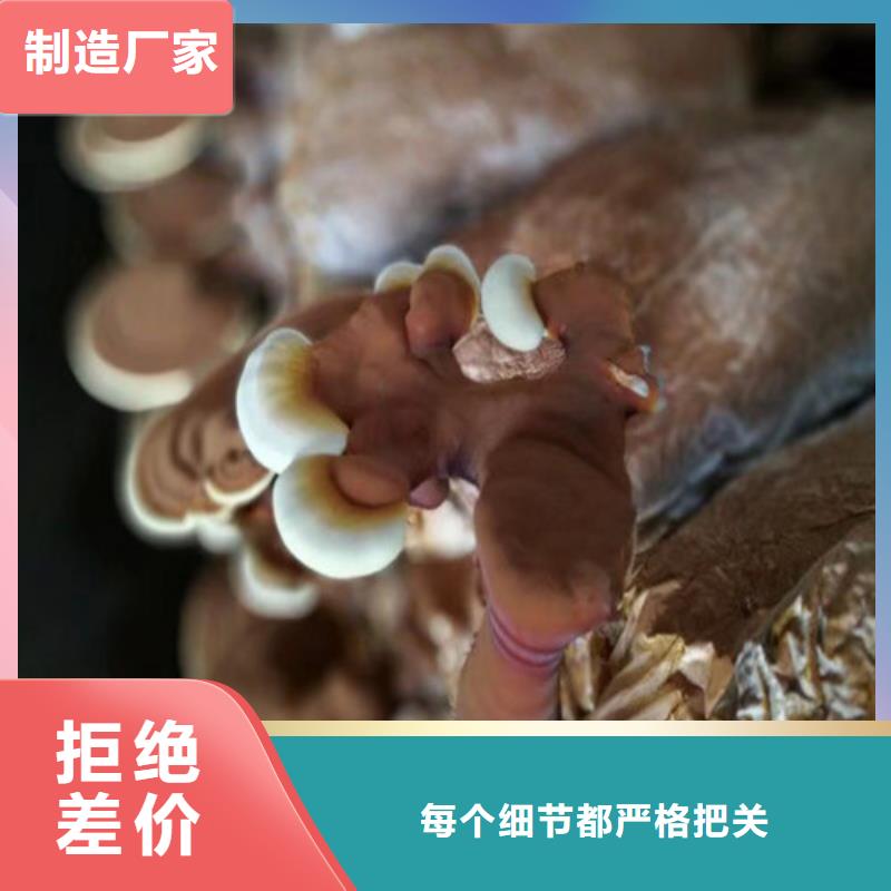 灵芝粉商家本地制造商