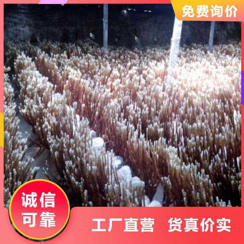 生产灵芝菌种的厂家专业完善售后