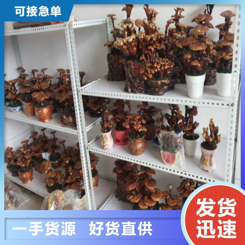 有实力的灵芝子实体厂家当地制造商