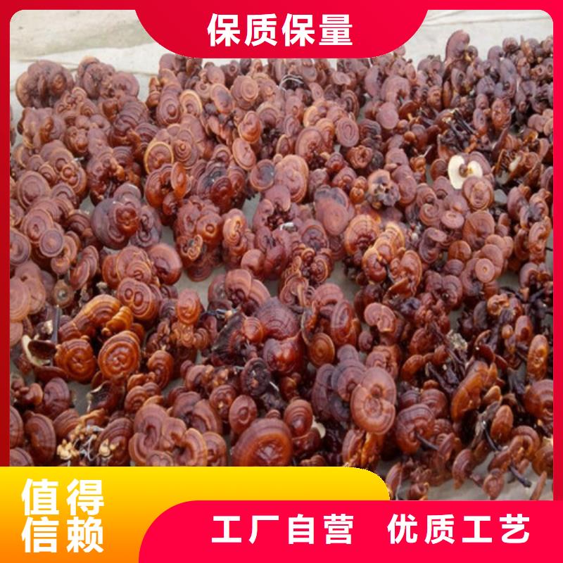 
孢子灵芝-欢迎来电洽谈同城供应商