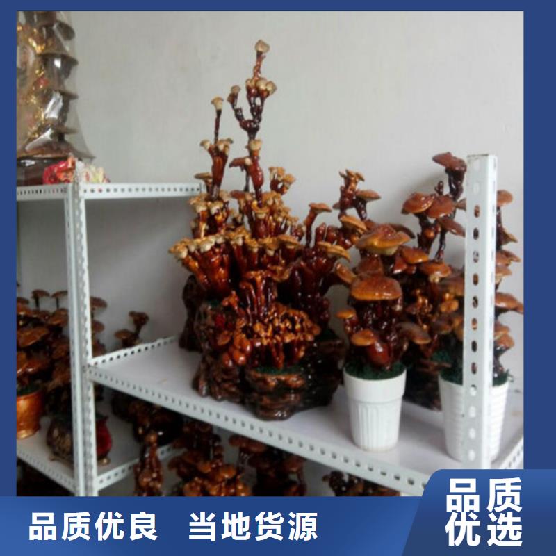 选购
孢子灵芝认准云海灵芝种植专业合作社当地公司